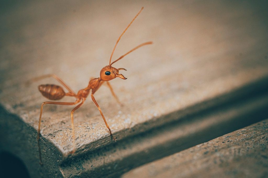 ant control when ants are in your home and you need pest control near you